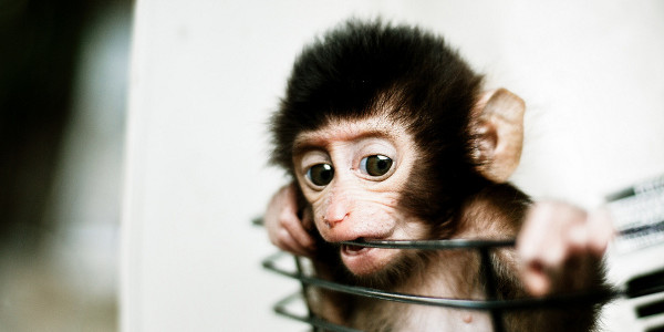 Baby monkey