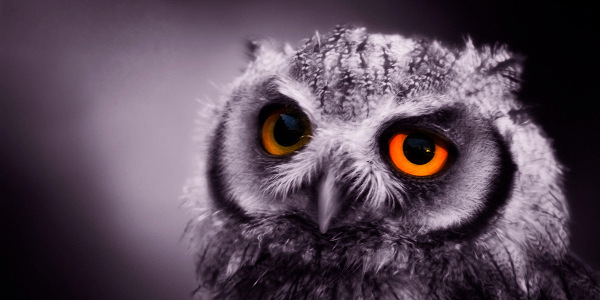 Baby owl