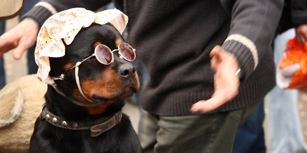 Baby dog